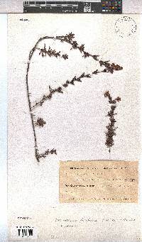Hermannia filifolia image