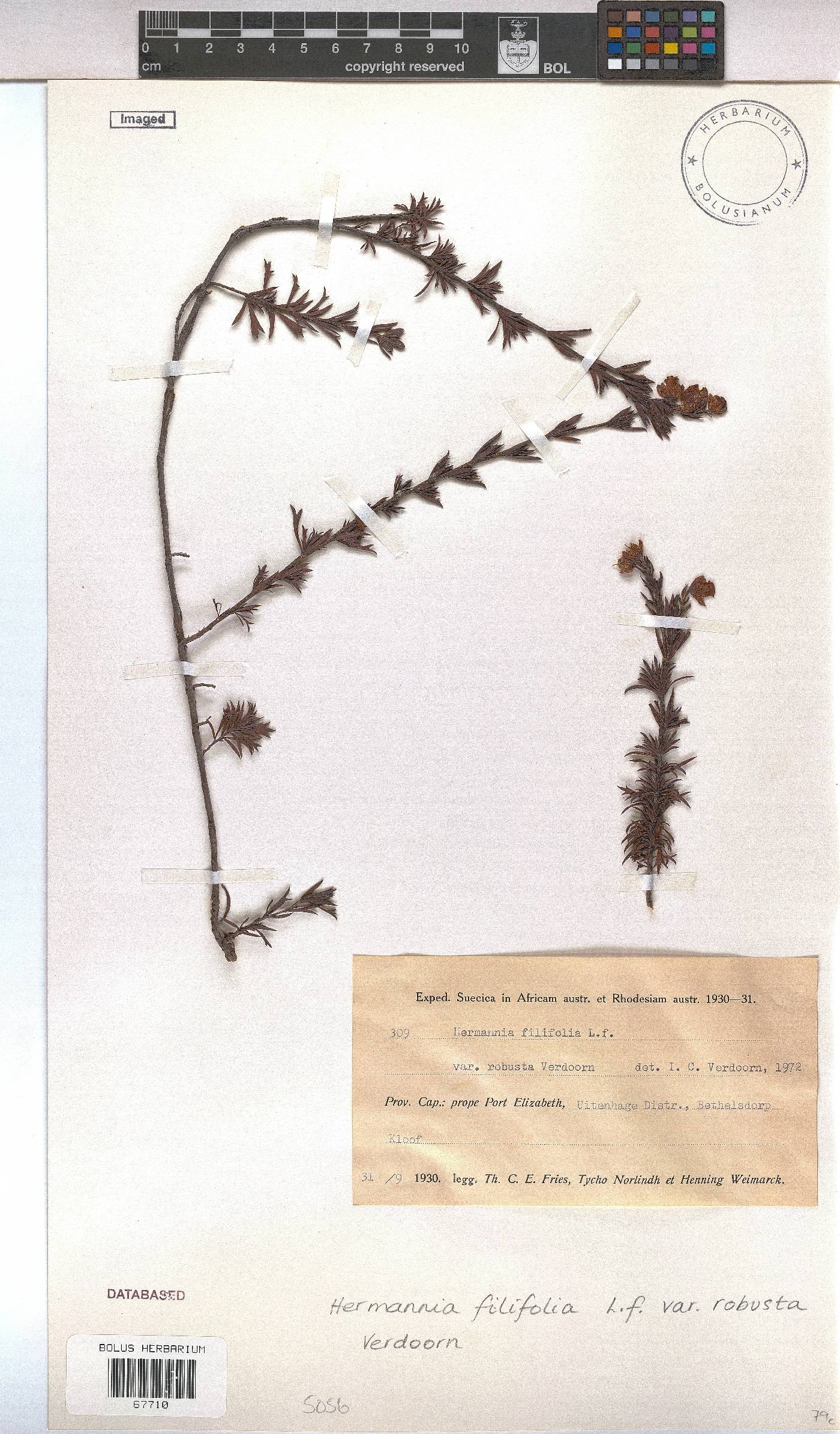 Hermannia filifolia var. robusta image
