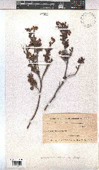 Hermannia flammea image