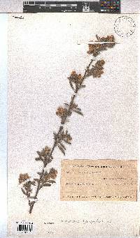 Image of Hermannia hyssopifolia