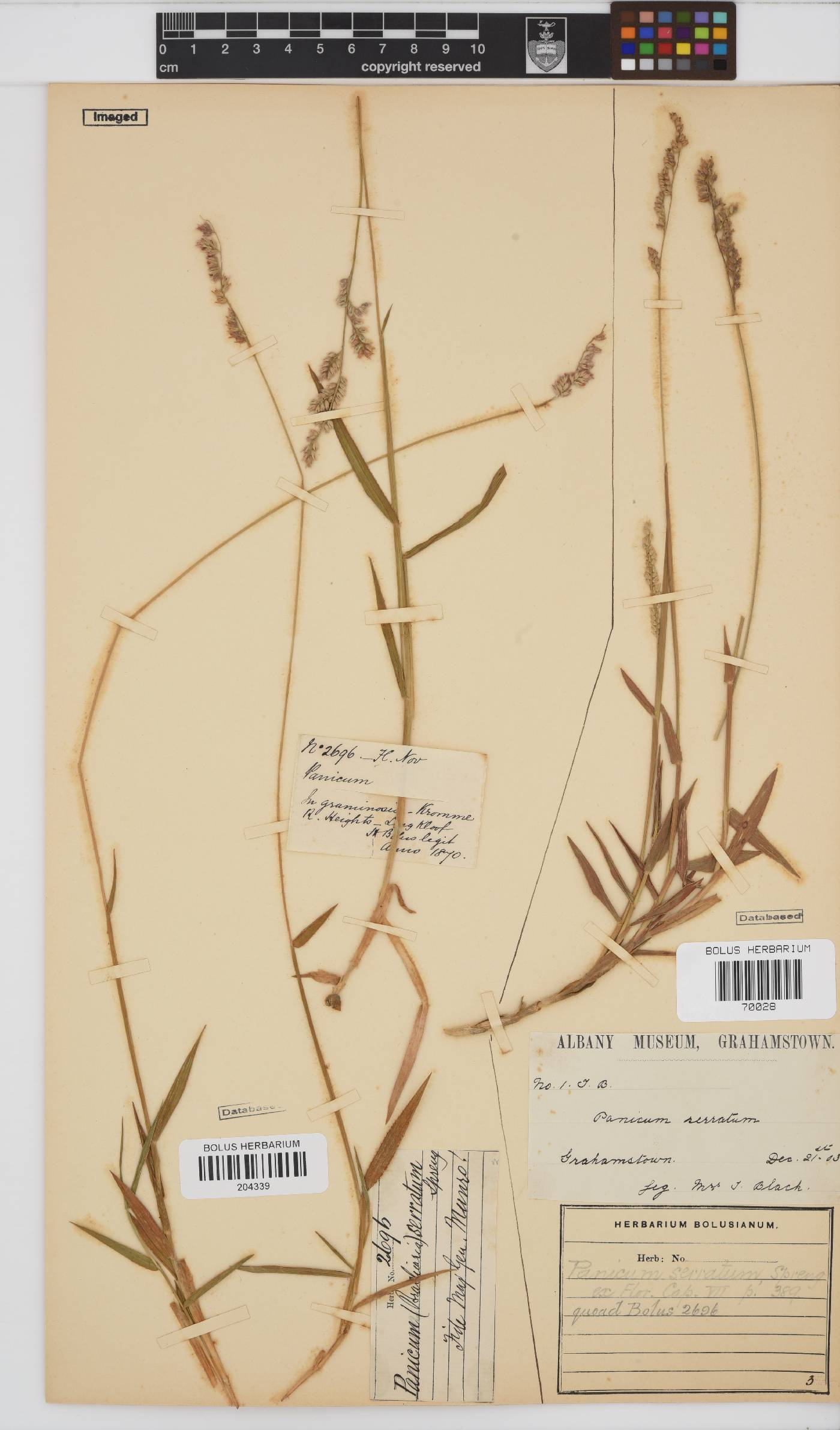Brachiaria image