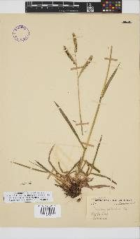 Paspalum dilatatum image