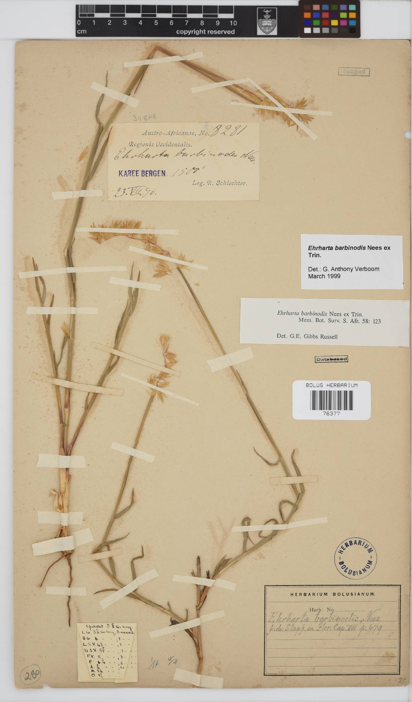 Ehrharta barbinodis image