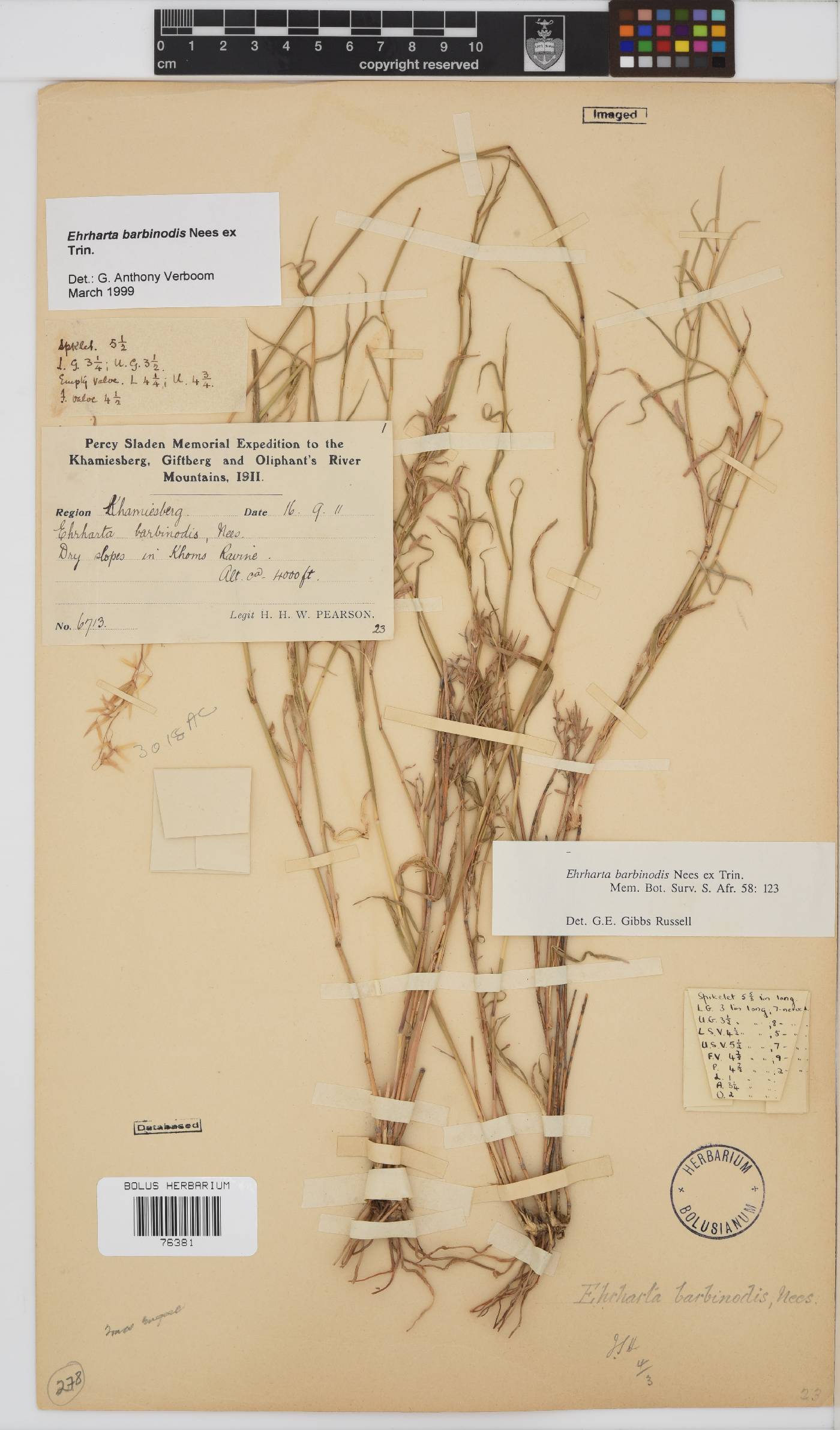 Ehrharta barbinodis image