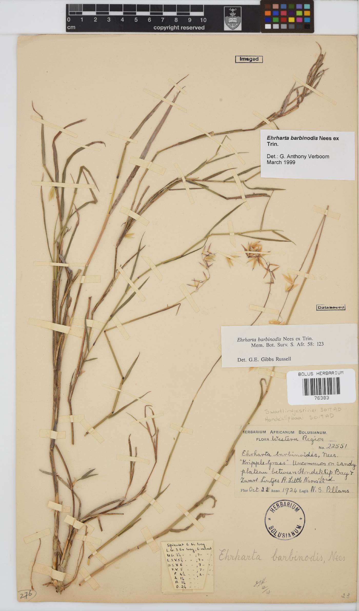 Ehrharta barbinodis image