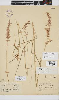 Ehrharta bulbosa image