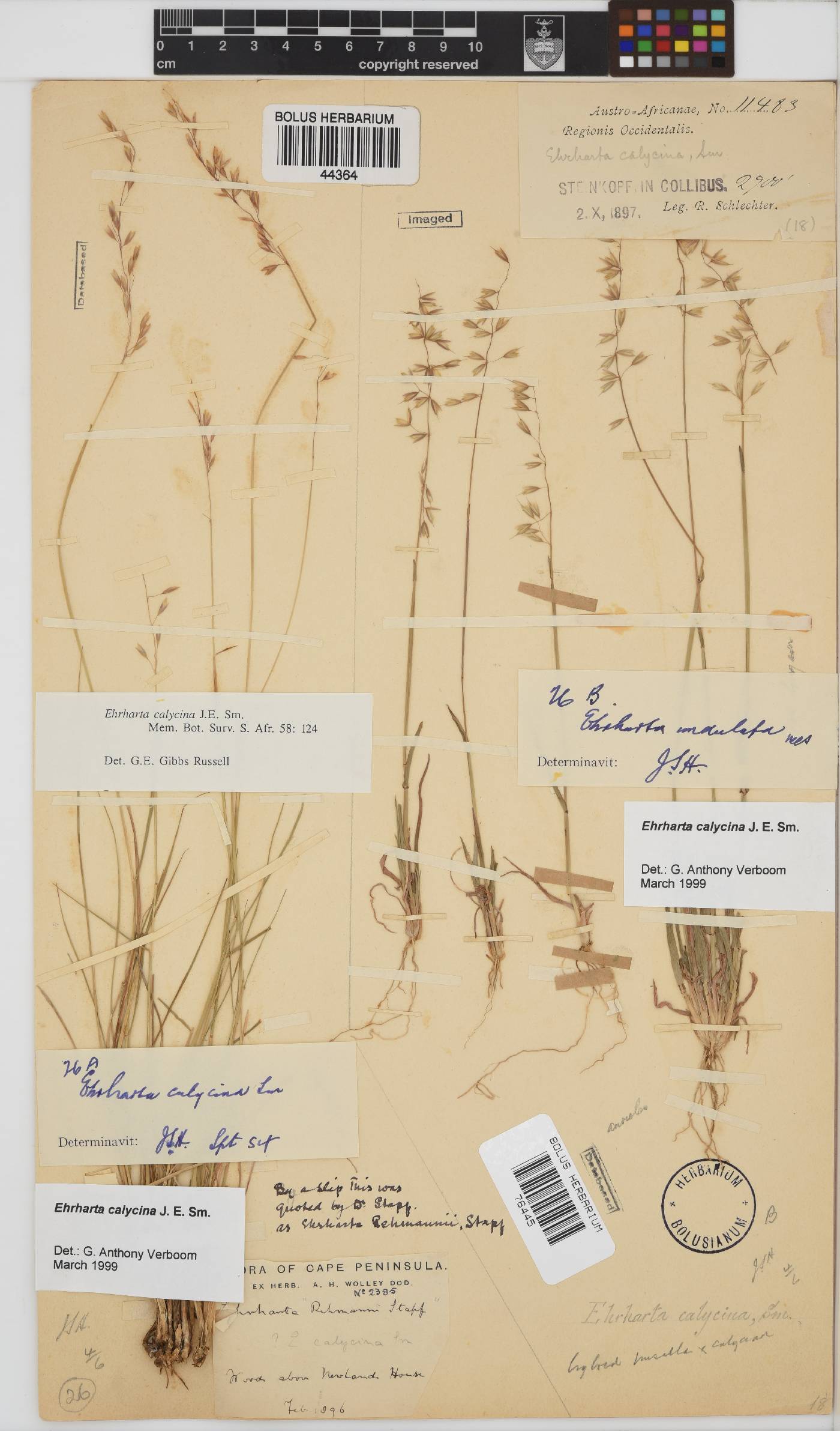 Ehrharta calycina image