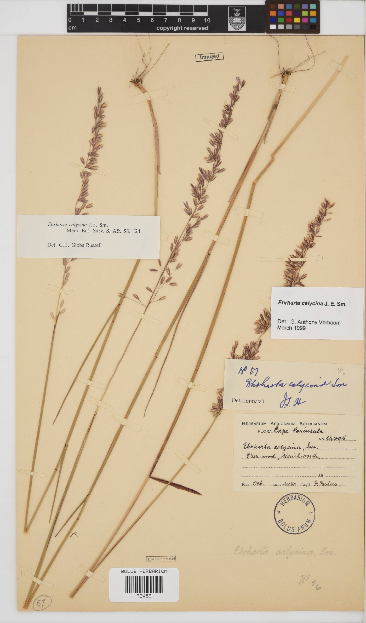 Ehrharta calycina image