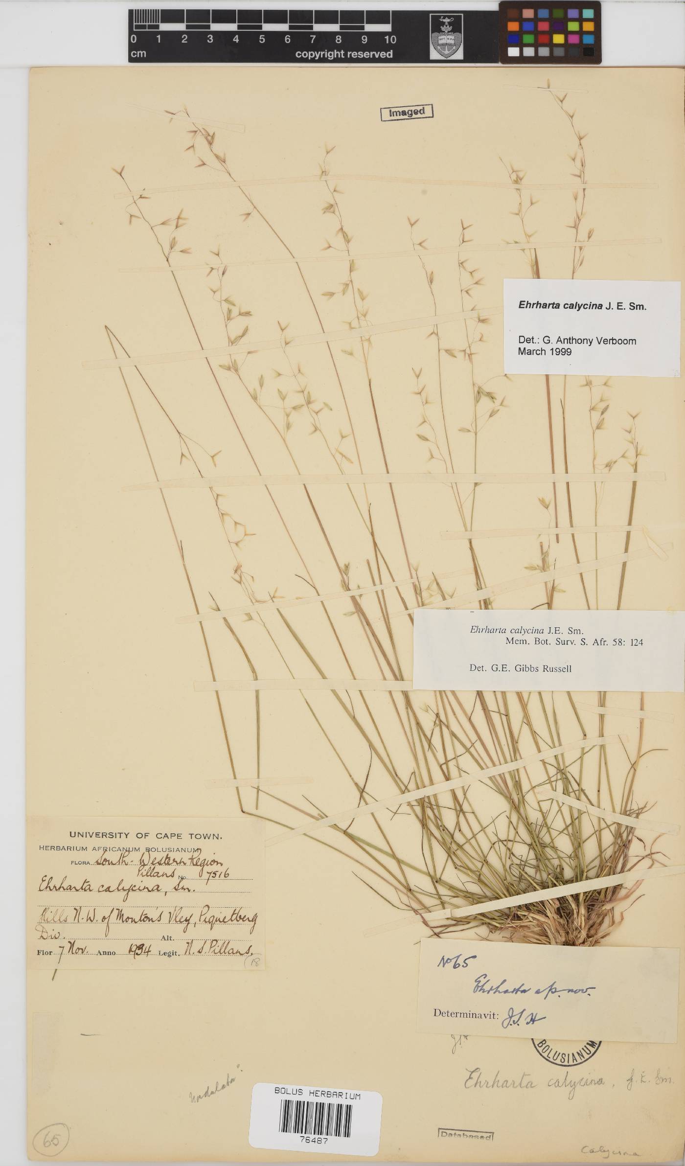 Ehrharta calycina image