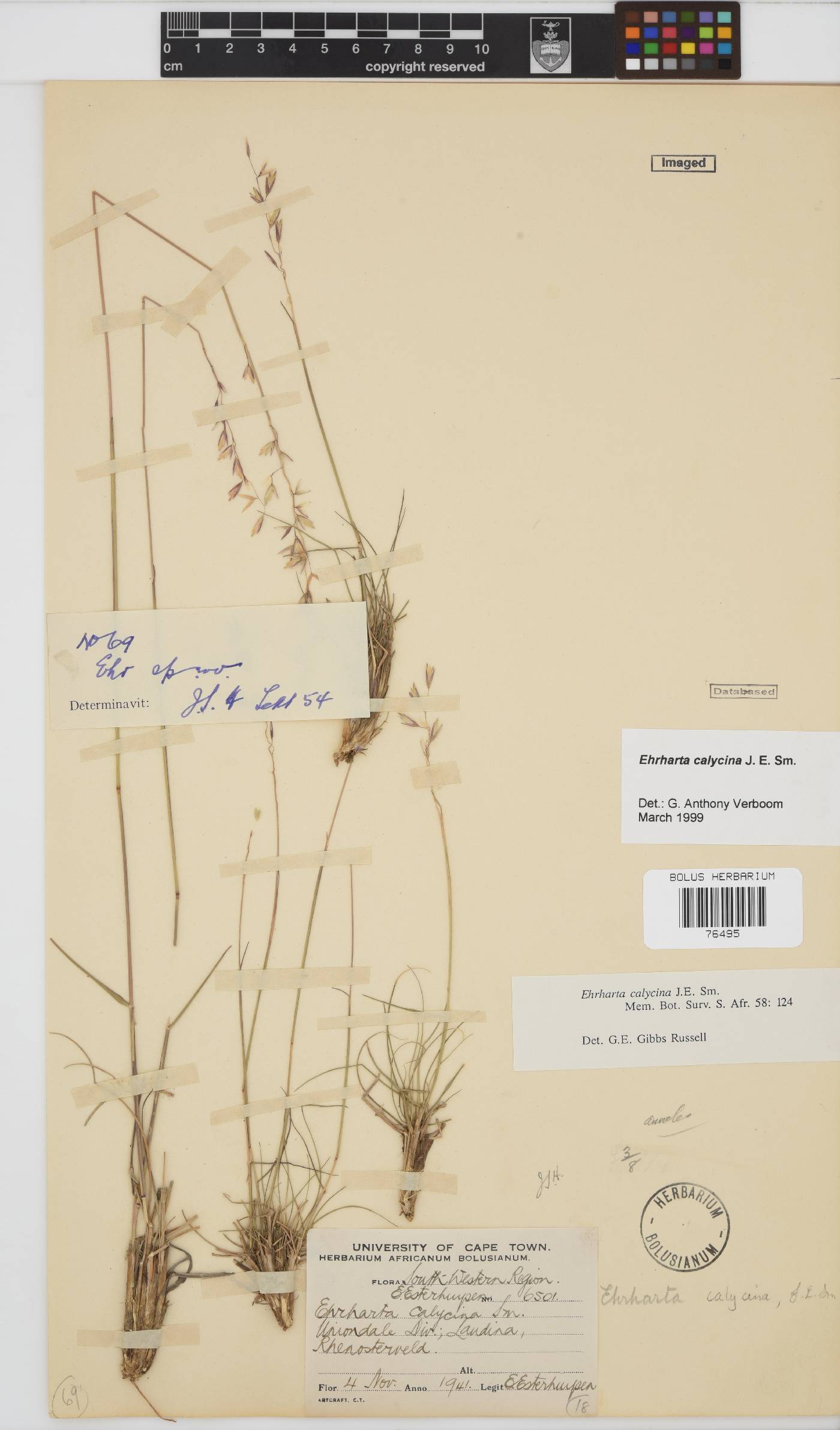 Ehrharta calycina image