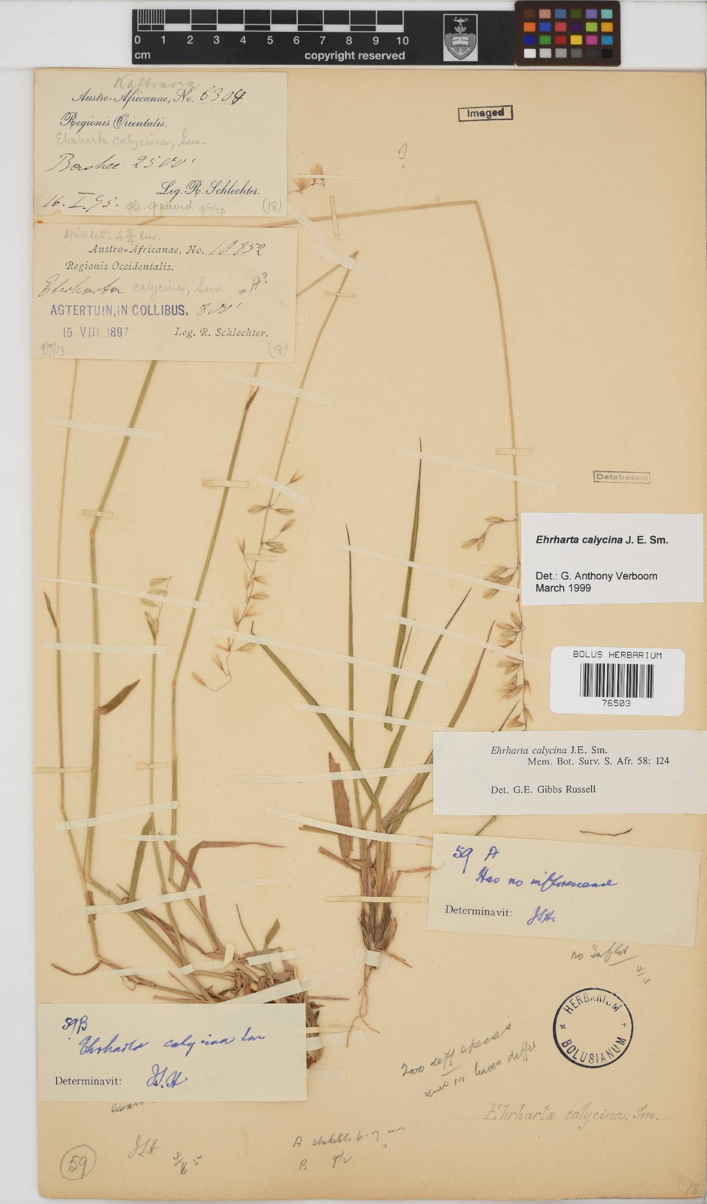 Ehrharta calycina image
