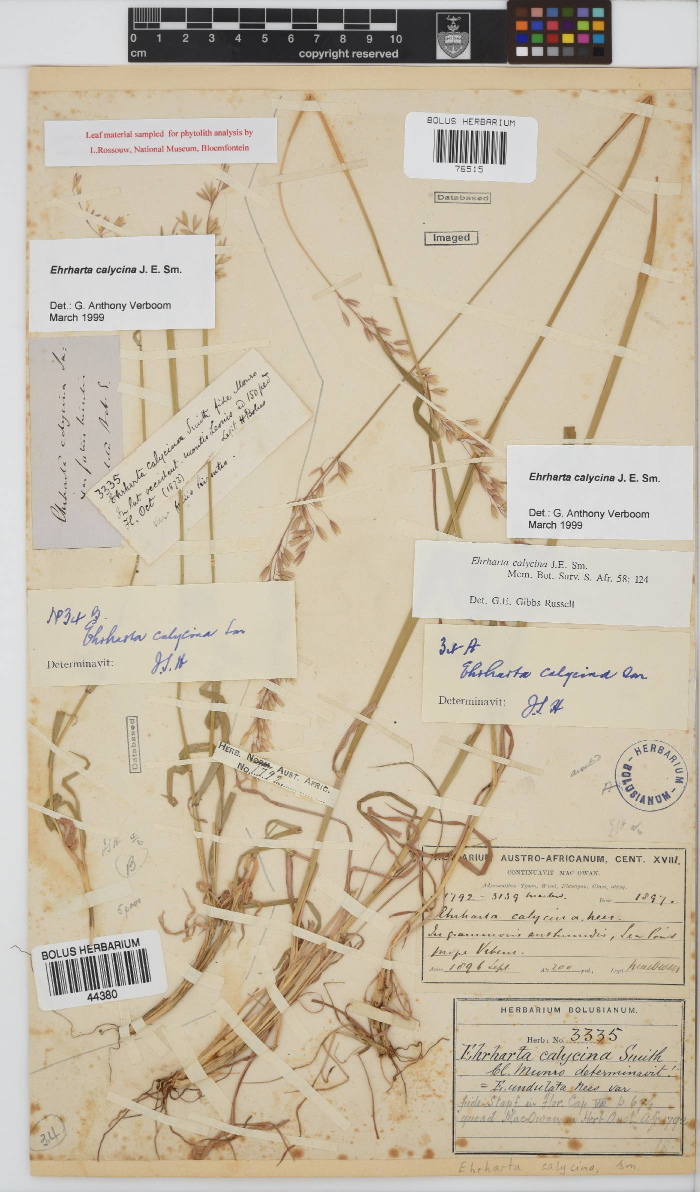 Ehrharta calycina image