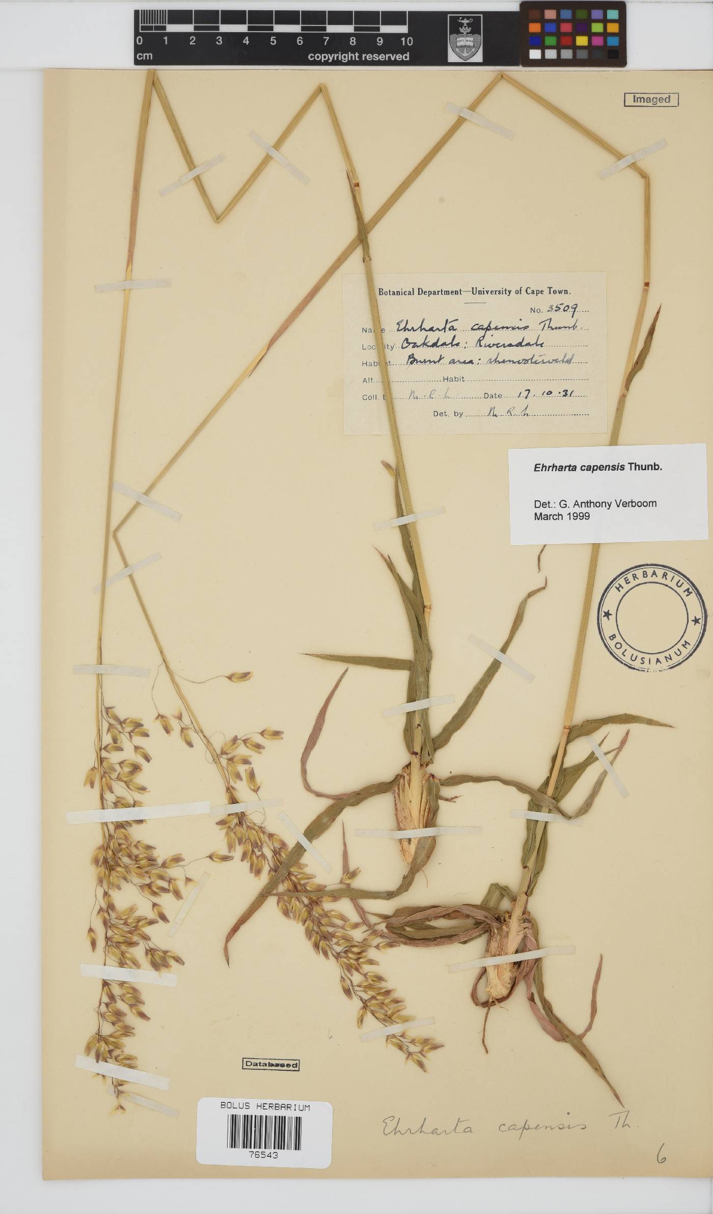 Ehrharta capensis image