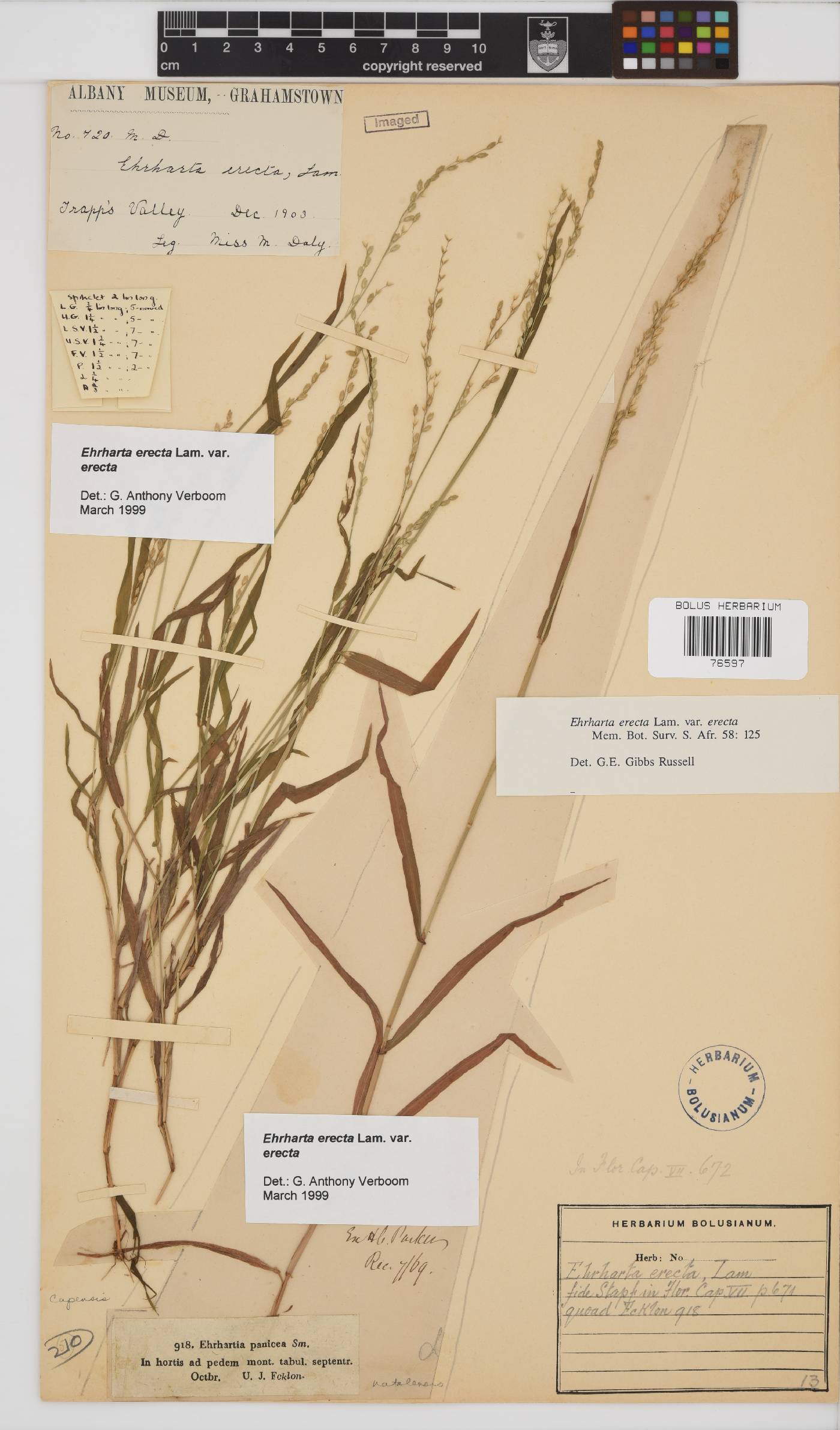 Ehrharta erecta var. erecta image
