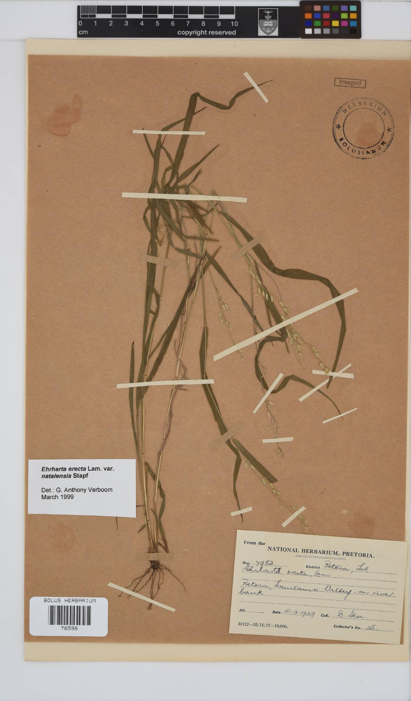 Ehrharta erecta var. natalensis image