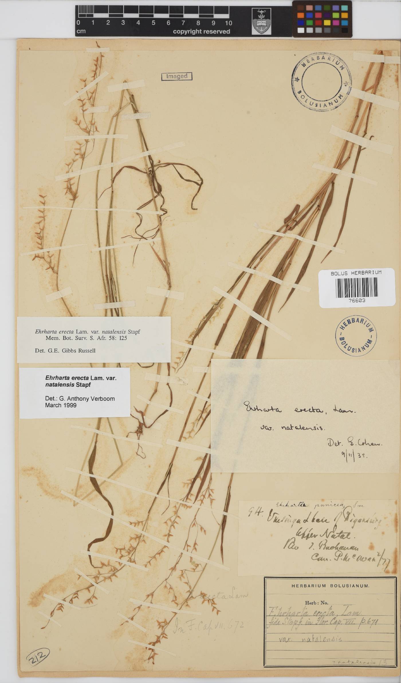 Ehrharta erecta var. natalensis image