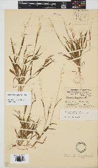 Ehrharta longiflora image