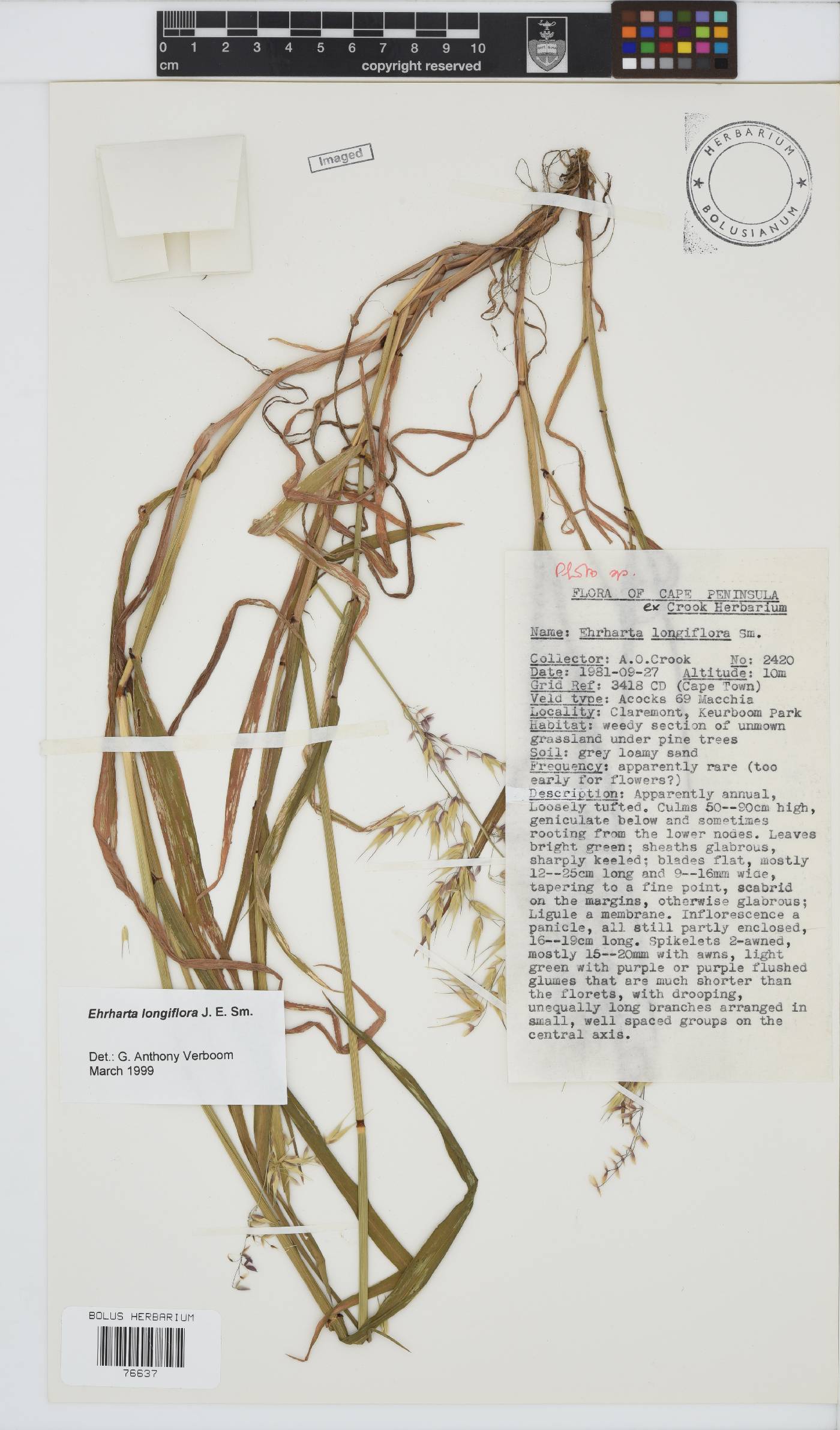 Ehrharta longiflora image