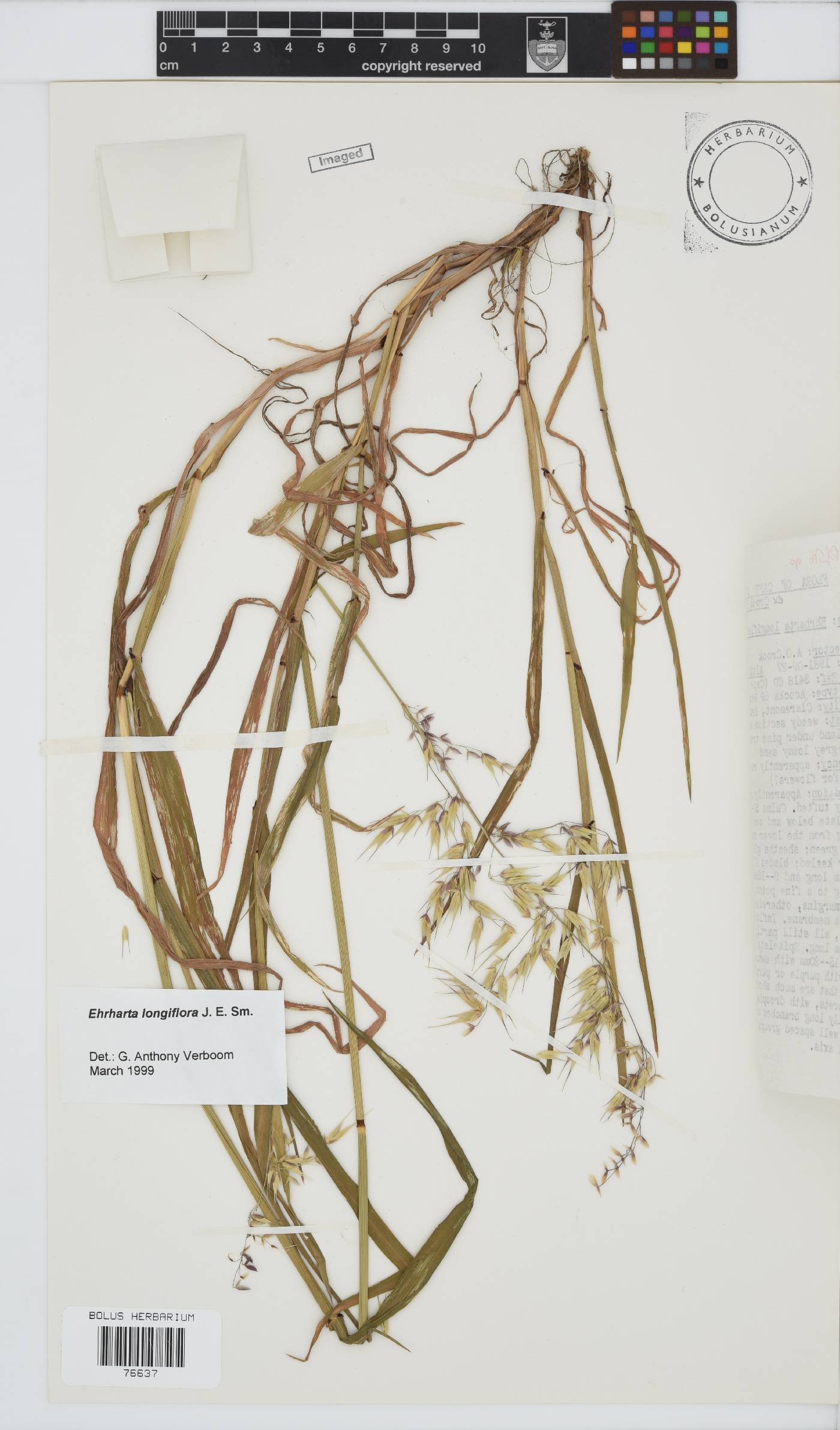 Ehrharta longiflora image