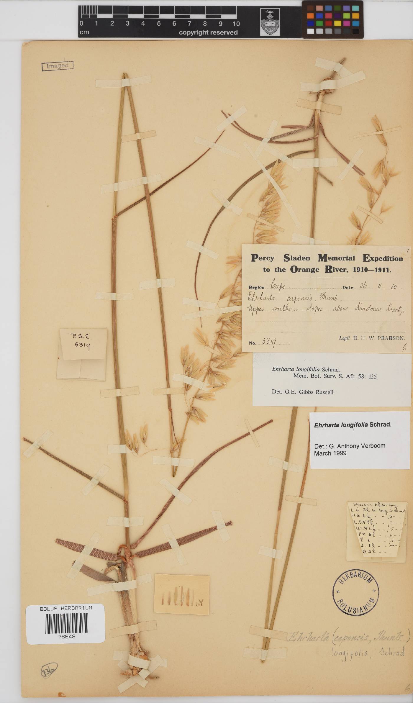 Ehrharta longifolia image