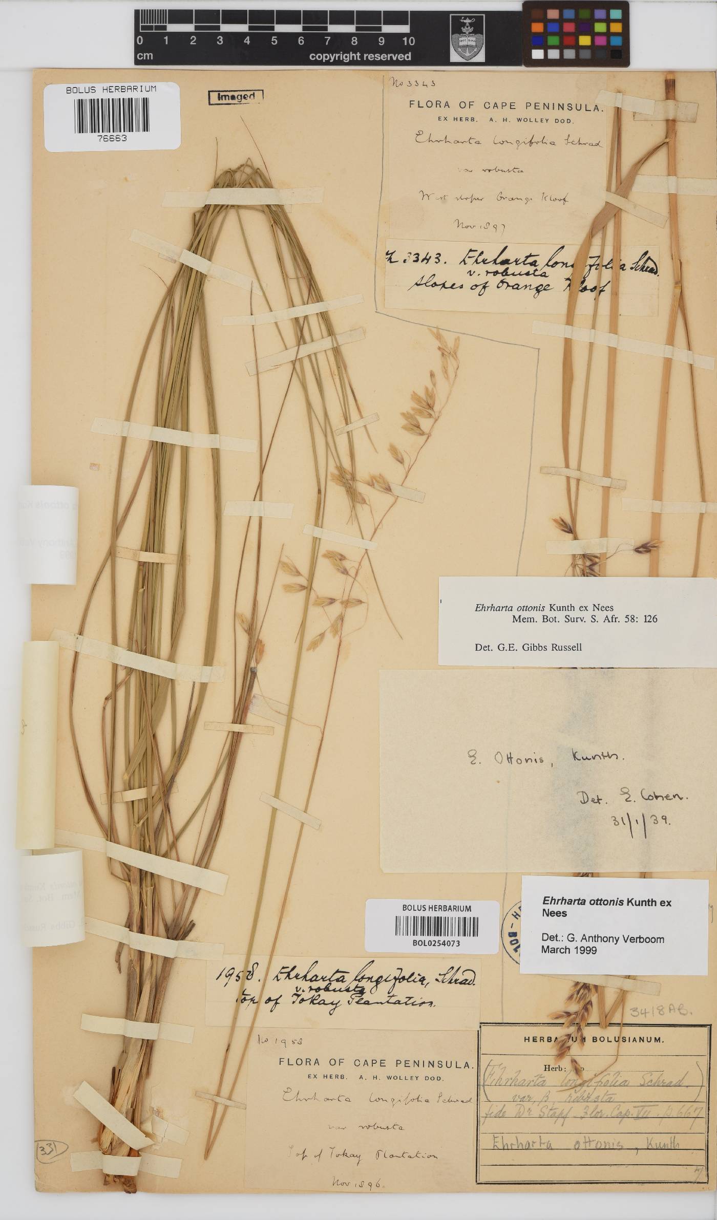 Ehrharta ottonis image