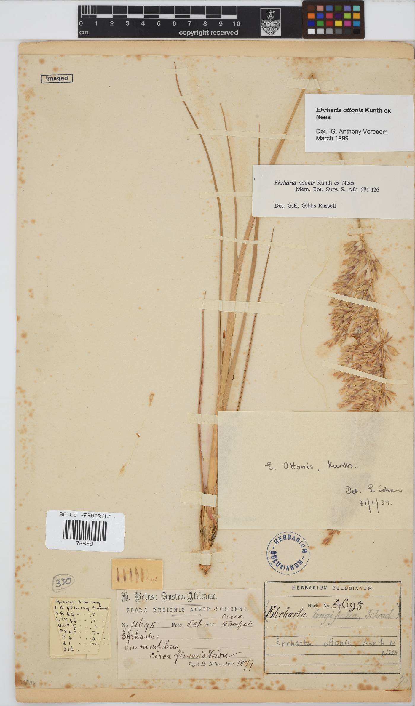 Ehrharta ottonis image