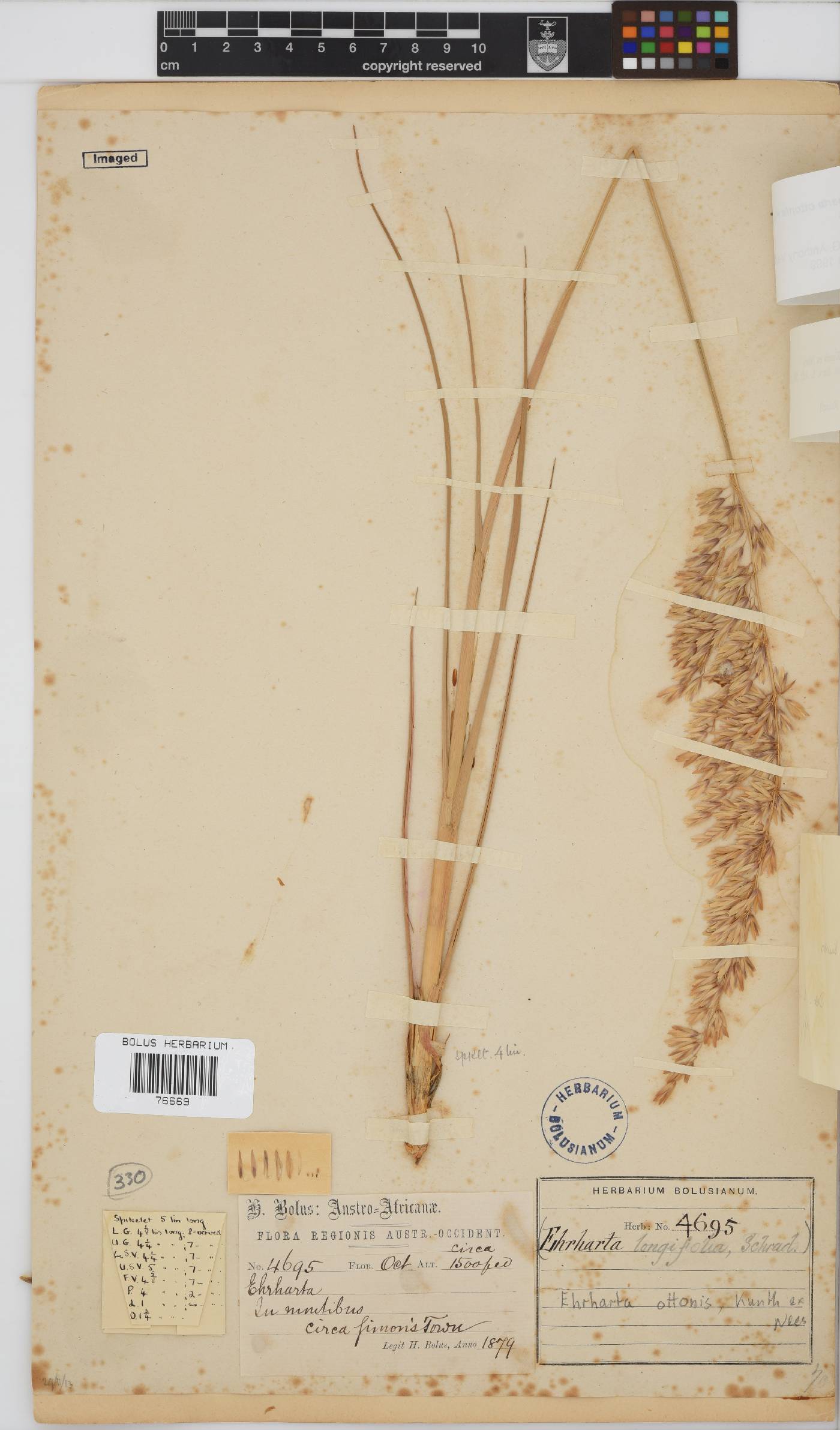Ehrharta ottonis image