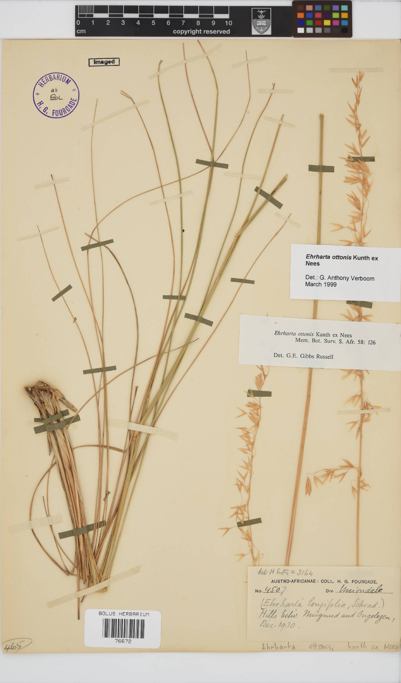 Ehrharta ottonis image