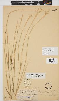 Ehrharta ramosa subsp. aphylla image