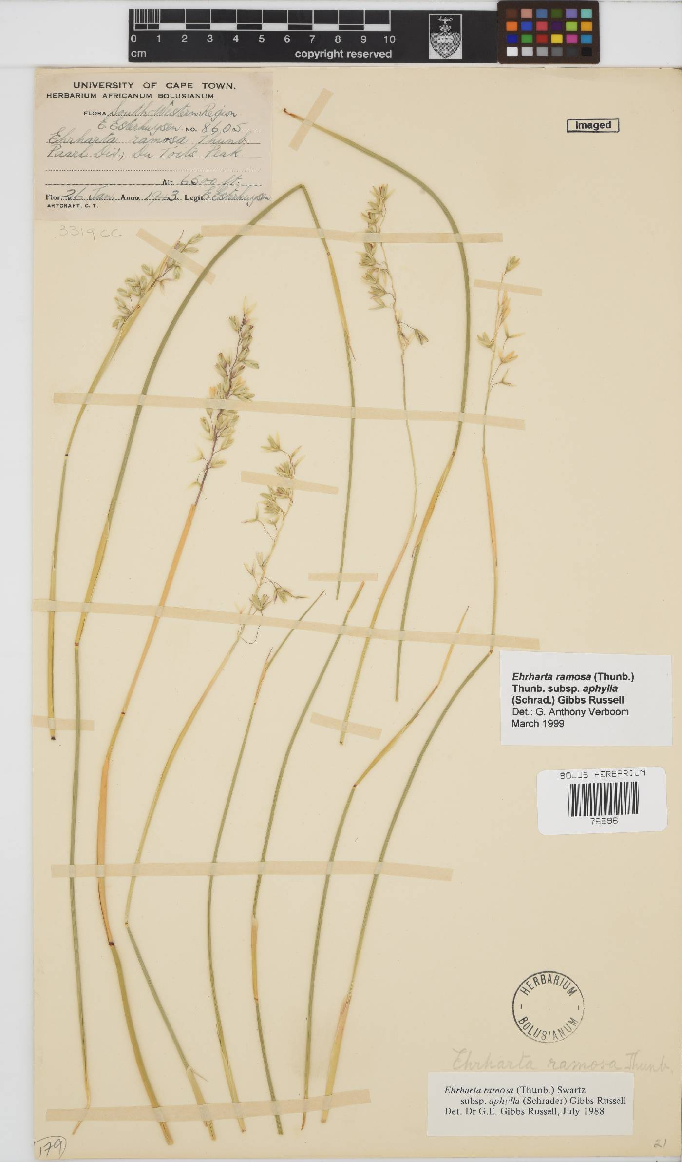 Ehrharta ramosa subsp. aphylla image