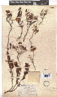 Erica viridiflora subsp. primulina image