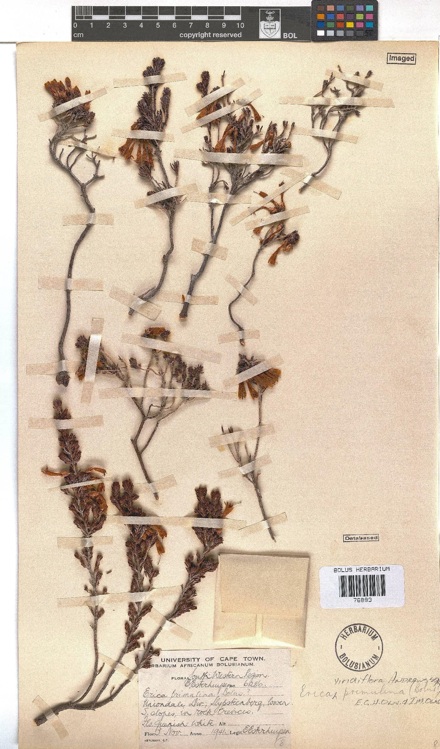 Erica viridiflora subsp. primulina image