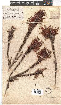 Erica densifolia image