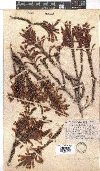 Erica densifolia image