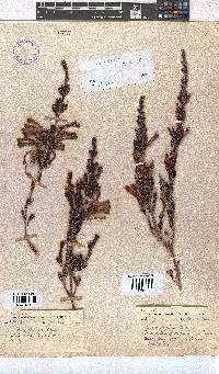 Erica discolor image