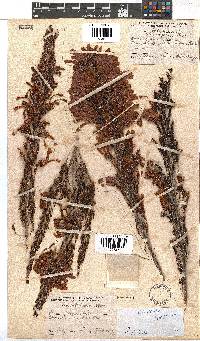 Erica discolor image