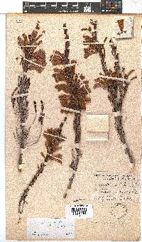 Erica discolor image