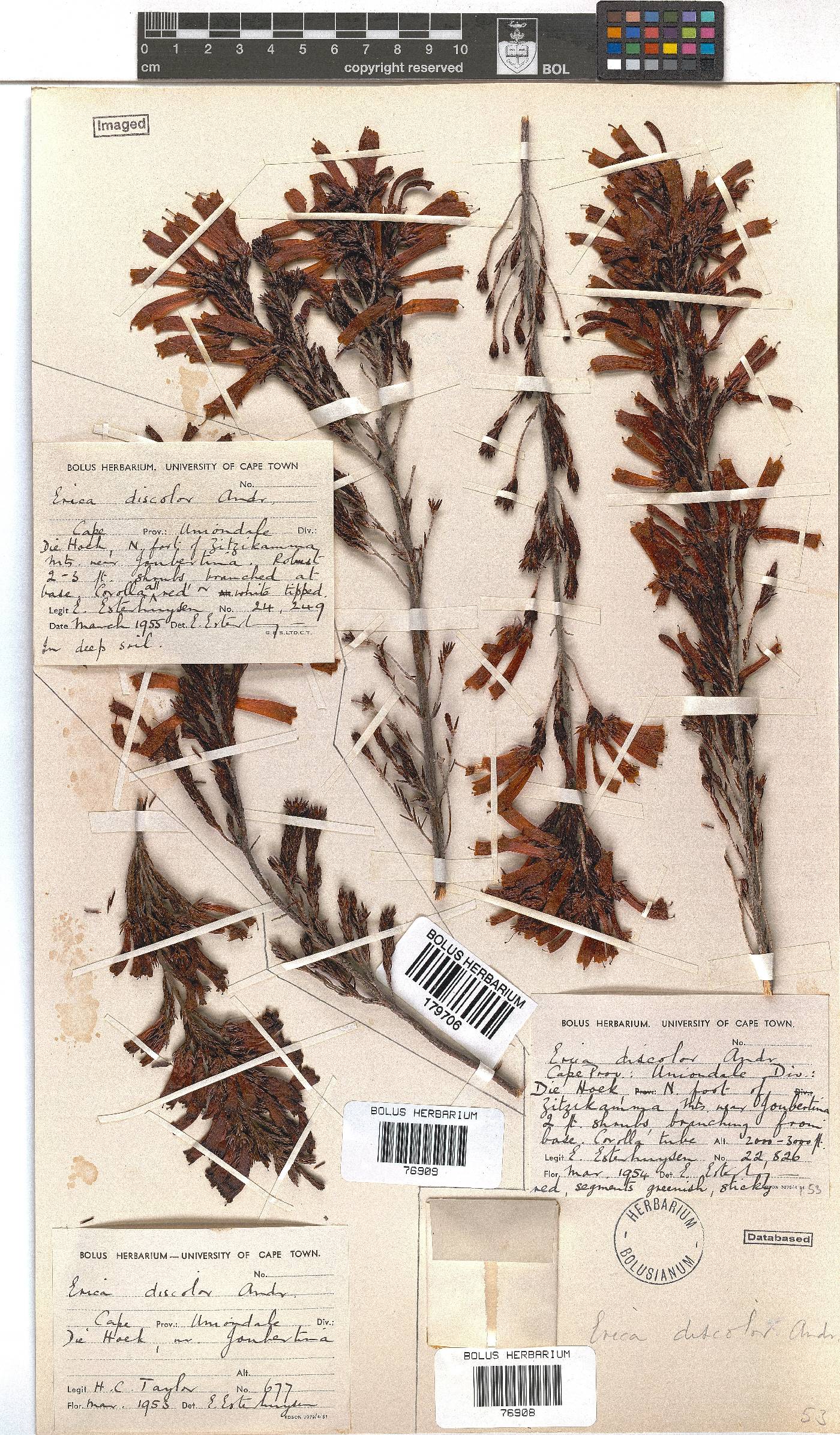 Erica discolor image