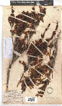 Erica diaphana image