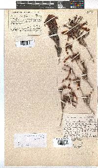 Erica diaphana image