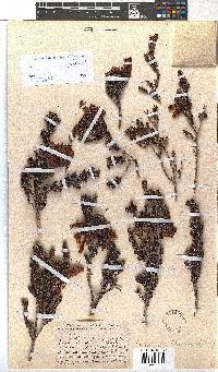 Erica diaphana image