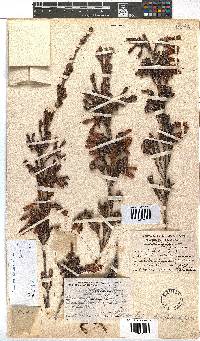 Erica diaphana image