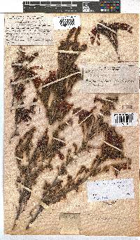 Erica diaphana image