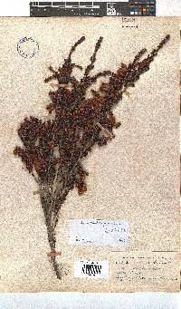 Erica diaphana image