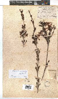 Erica diaphana image