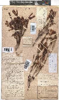 Erica diaphana image