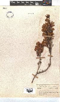 Erica glandulosa subsp. glandulosa image