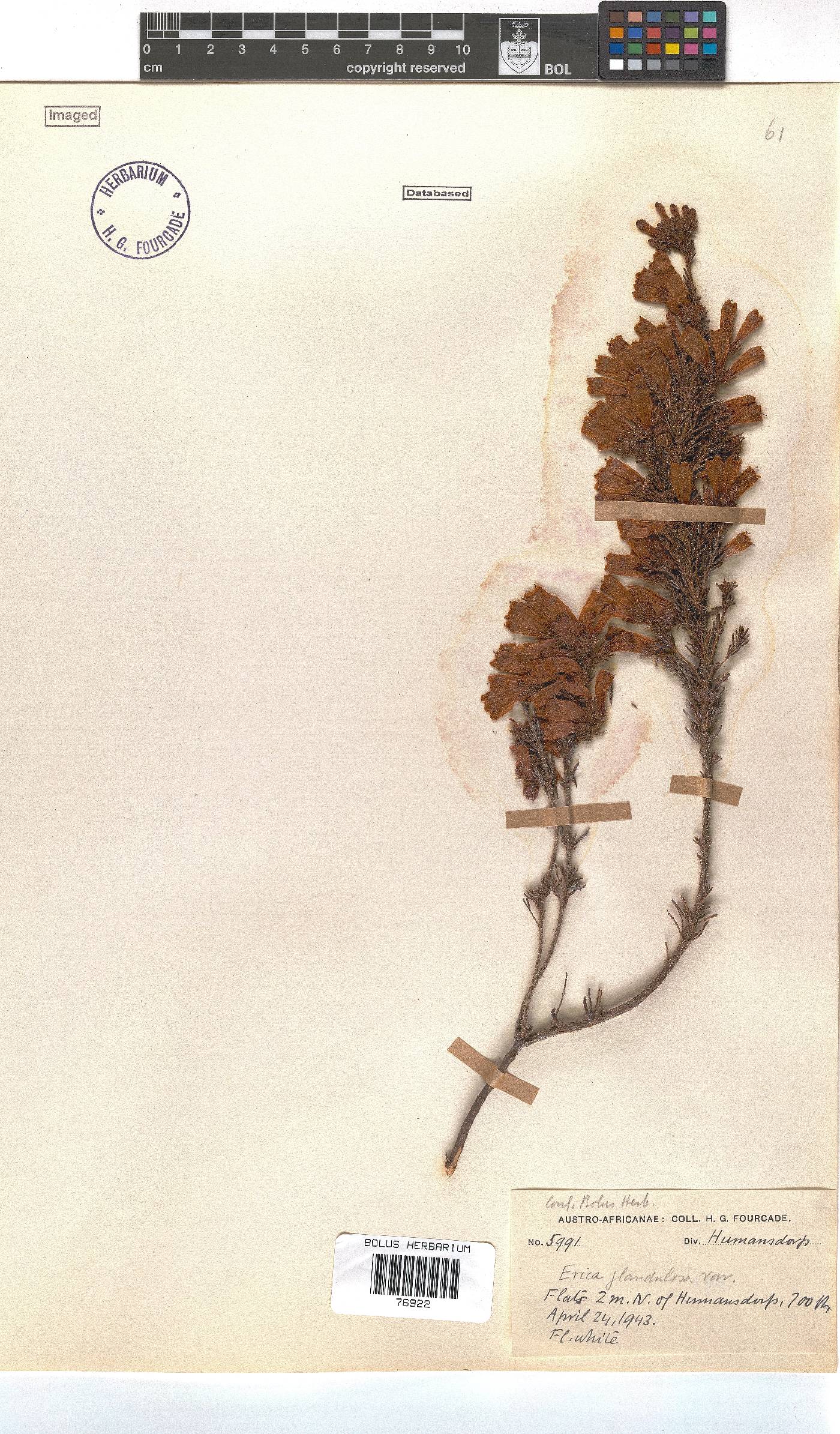 Erica glandulosa subsp. glandulosa image