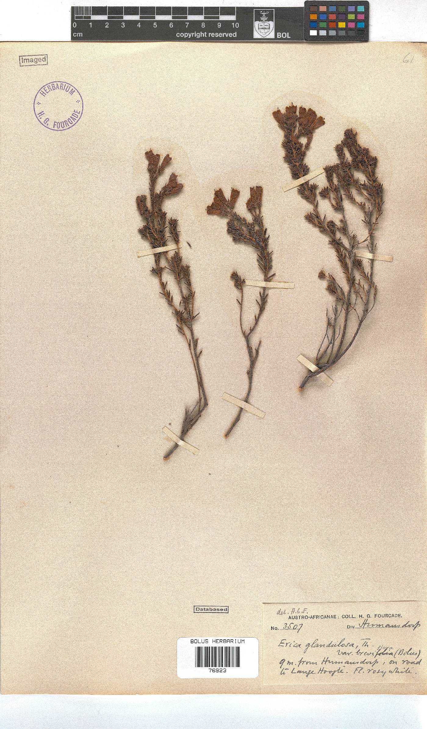Erica glandulosa image