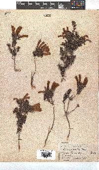 Erica glandulosa subsp. glandulosa image